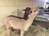 Mistymorn Alpacas