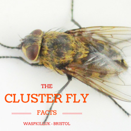 cluster flies