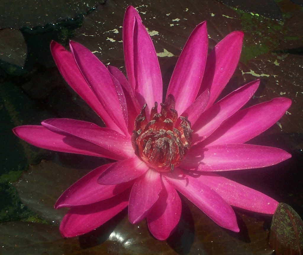 Neptune Gardens Aquatic Centre 3051 Logan Road, Underwood, 4119