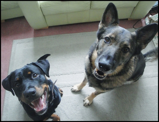 Lola and Ozzy