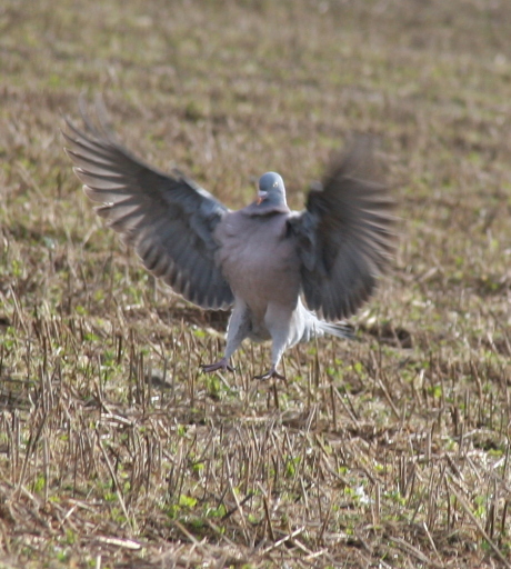 Woodpigeon shooting