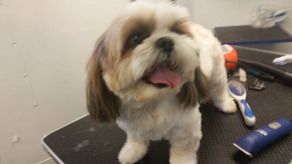 Doggy Fresh Express Mobile Pet Grooming