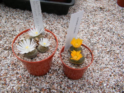 Lithops in Flower