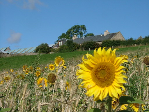 Sunflowers below Plum Braes Barn Cottages