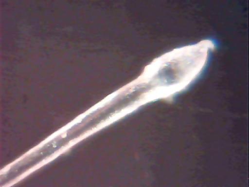 Microscopic Picture of a Telogen Hair