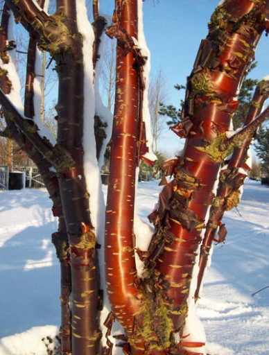 Prunus serrula - Tibetan Cherry Tree