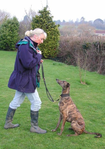 Training Sit command