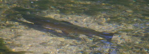 A beautiful Itchen trout
