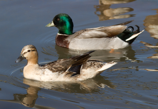 Call Ducks