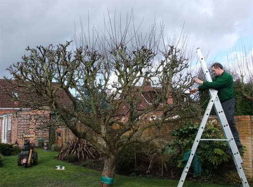 Fruit Tree Pruning