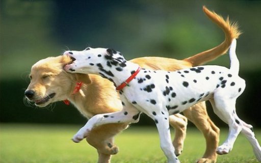 Group Dog Walks