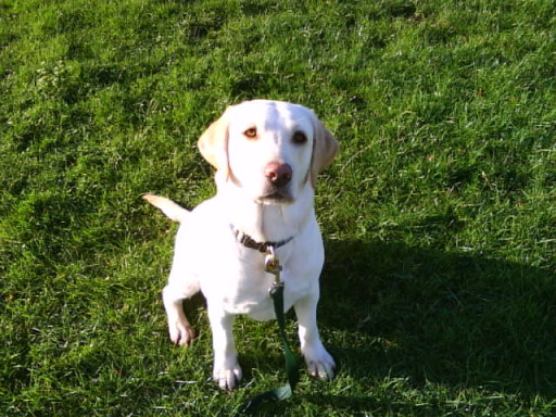 My new rescue girl Orla!