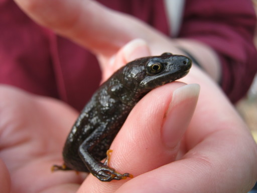Great Crested Newt survey South Wales