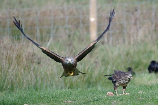 Red Kite