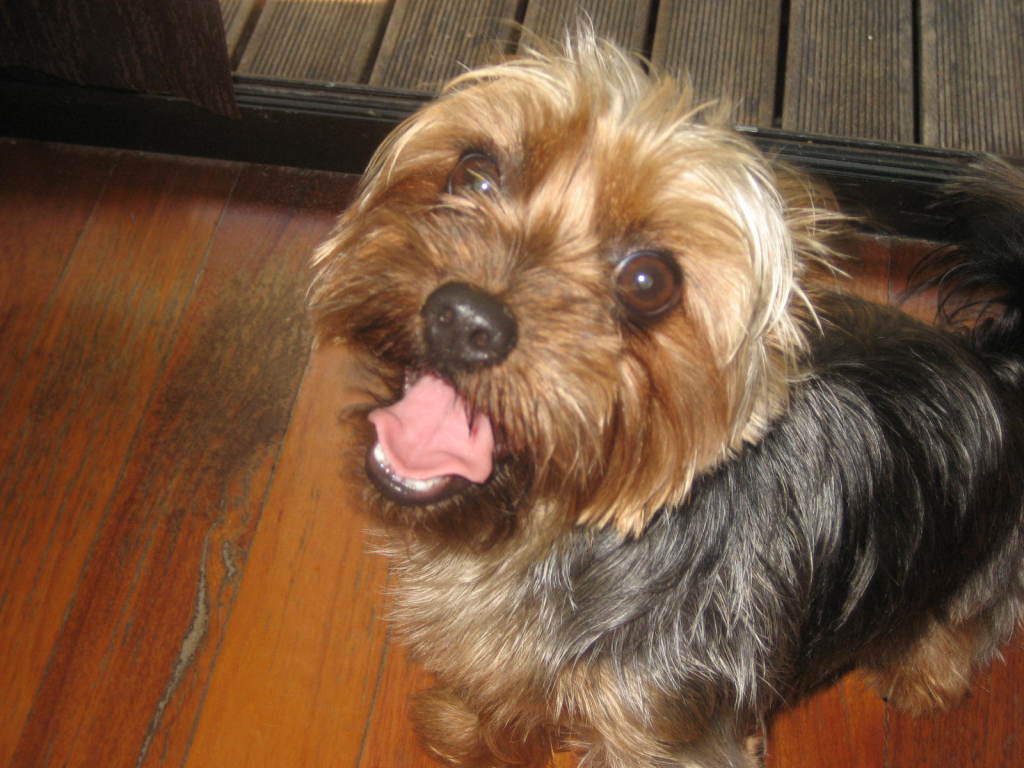 Hydro Dog Noosa & Surrounding areas PO Box 922, Noosa Heads, 4567