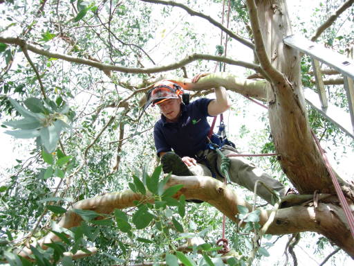 Tree removal in Winchester