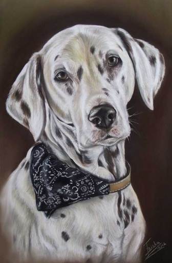 Dalmatian Portrait