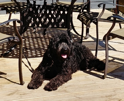 Roami resting in the back garden - doggy day care