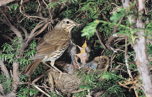 Hedge cutting in nesting season