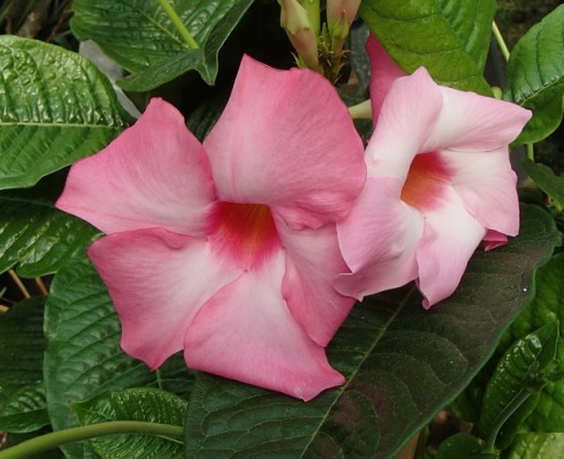 Mandevilla 'Alice du Pont'
