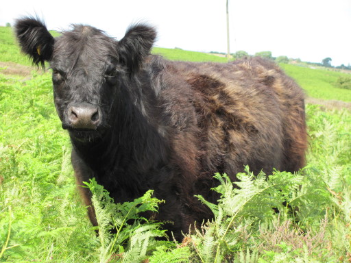 Conservation grazing freerange farm food and Galloway cattle