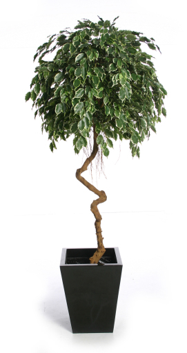 Artificial Office Plant
