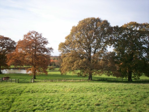 Langley Chase pasture