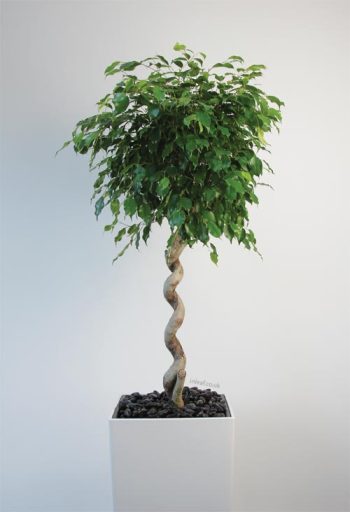 Office plant display