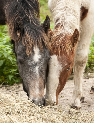 Example of Professional Horse Photography by Natz Snapz Photography