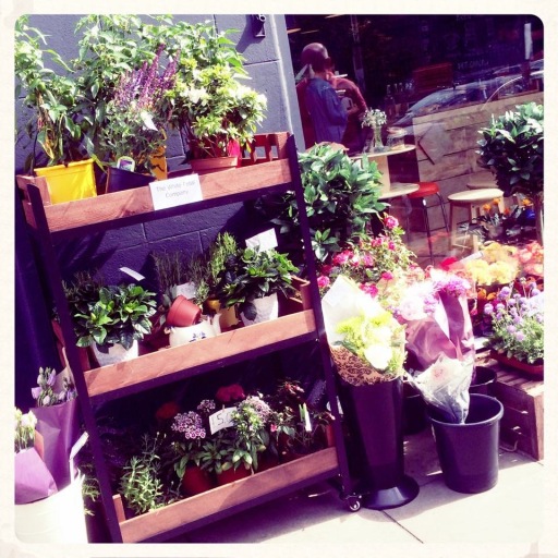 plants and cut flowers we have outside daily
