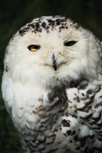 Snowy owl at Kincraig Wildlife Park.