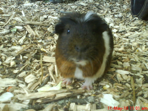 Small Animal Care