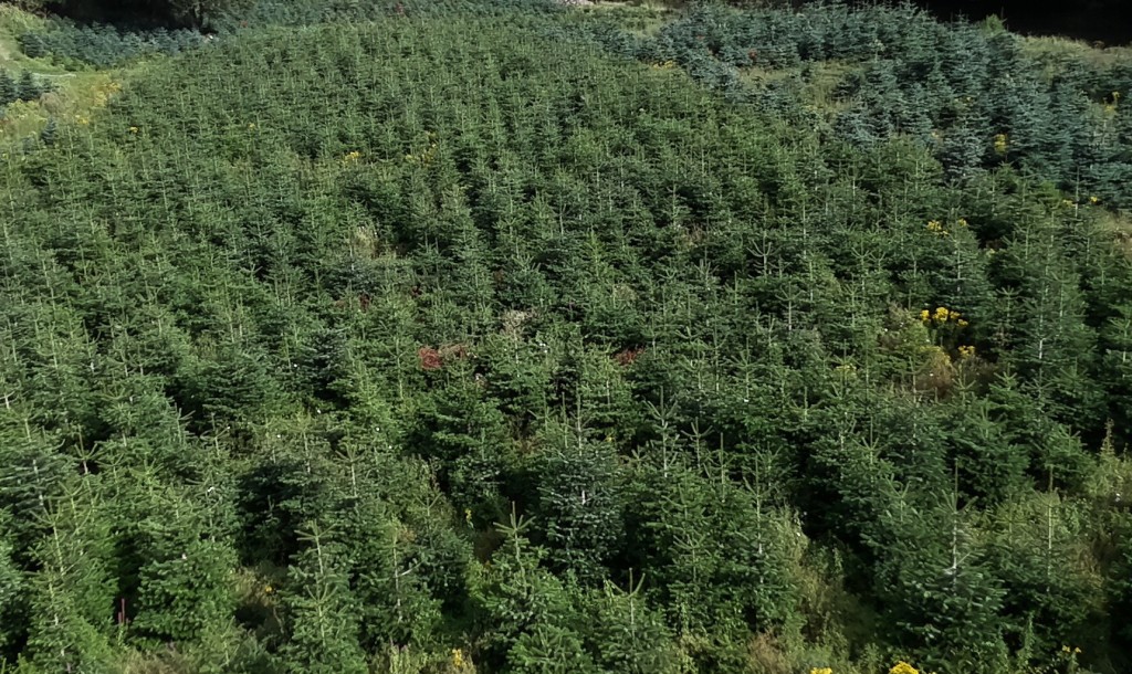 Cork Christmas Tree Farm Currabeg Ovens, Cork, County Cork