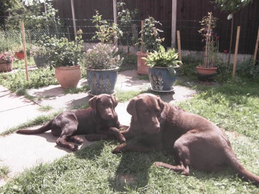 Our own two babies, Daisy and Poppy. Chocolate Labradors