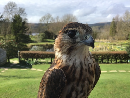 Merlin Falcon falconry experience