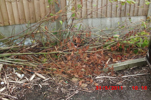Treated Japanese Knotweed on a car park