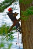 FS Tree Services