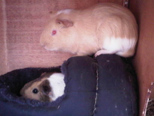 BARNEY AND NIBBLES ARE 2 OF MY PIGGY GUESTS