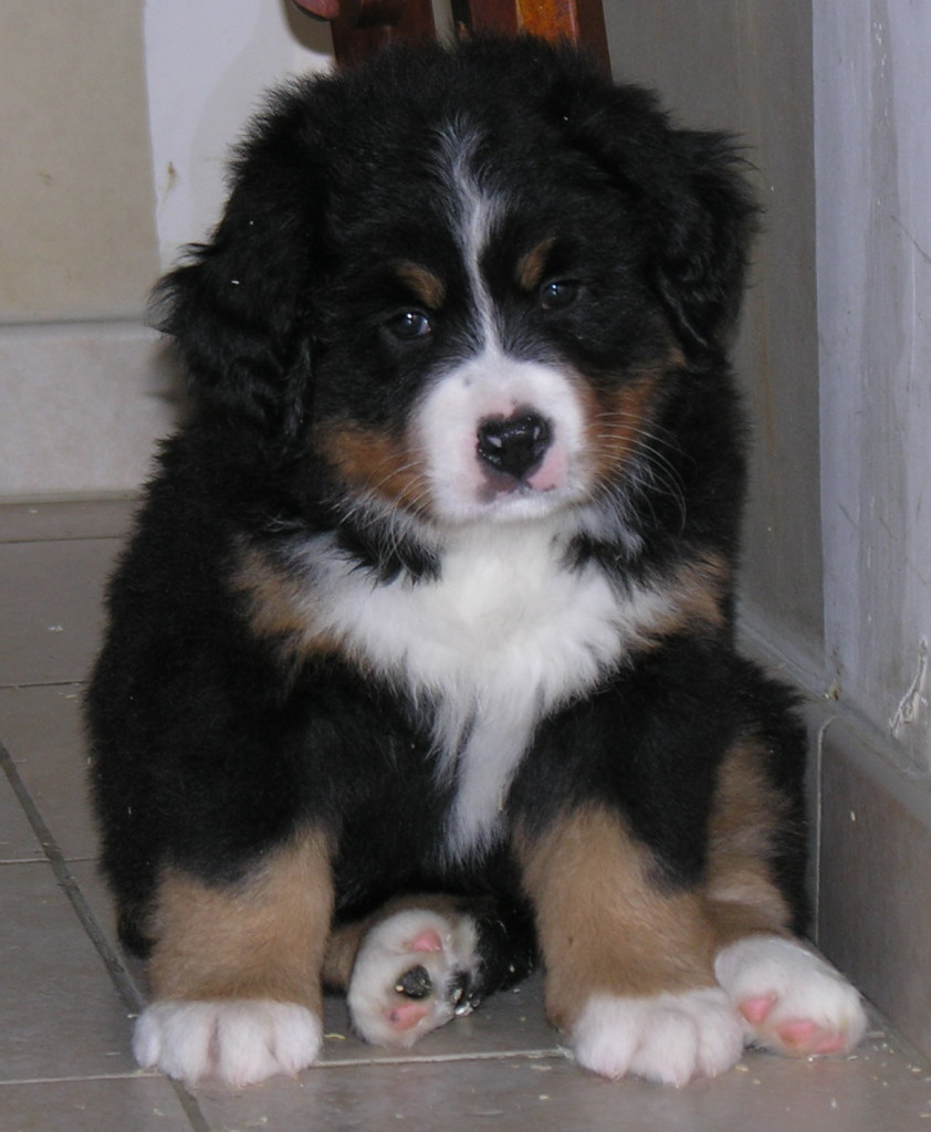 Elevage Bouvier Bernois et St Bernard des Hauts de St Clair Ferme