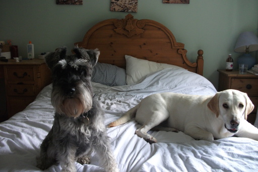 Orla showing Oscar his bed-cheek!