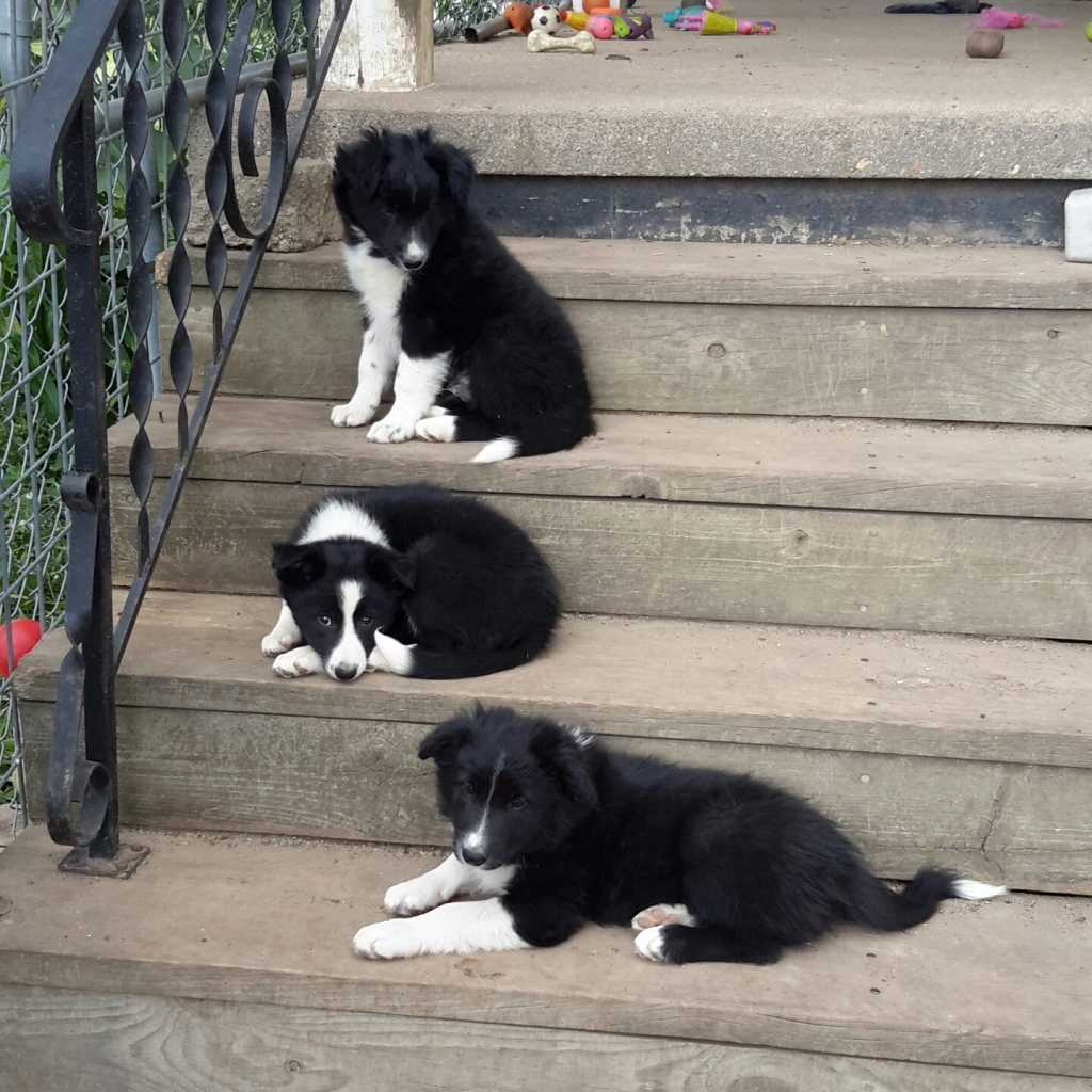 jackson family farm border collies