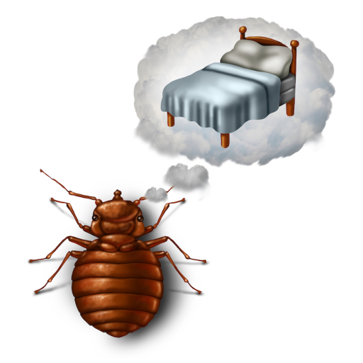 Bed Bug Extermination