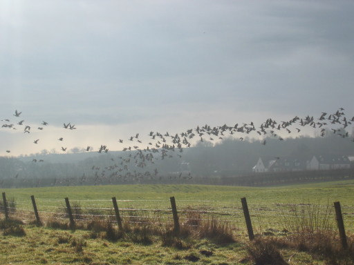 geese over the lochs