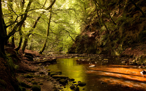 Walk Alyth Den SSSI. See heron, deer and red squirrel