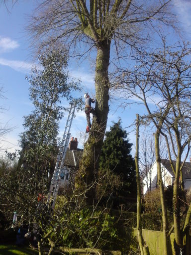 Prune a large Black Poplar