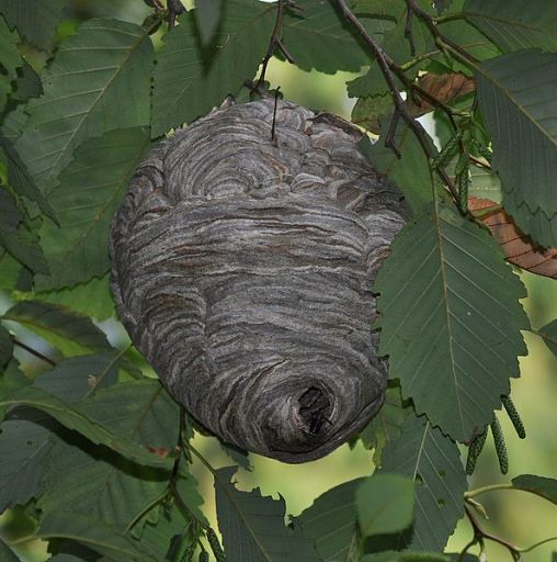Wasp Control Leeds