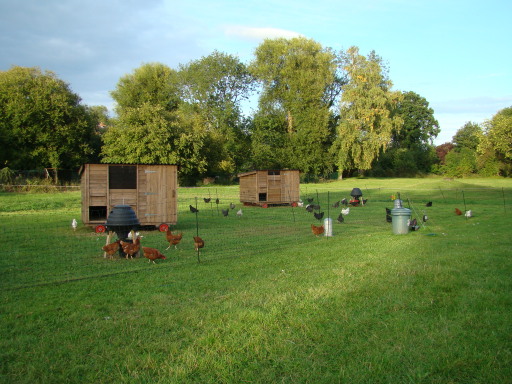 Hybrid chickens