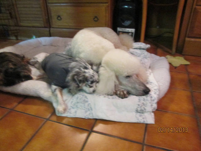 For Fours Acres Lodge