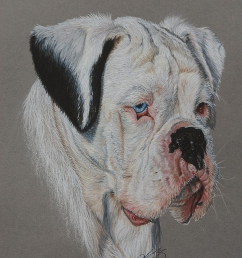 Silas - White Boxer completed in Coloured pencils