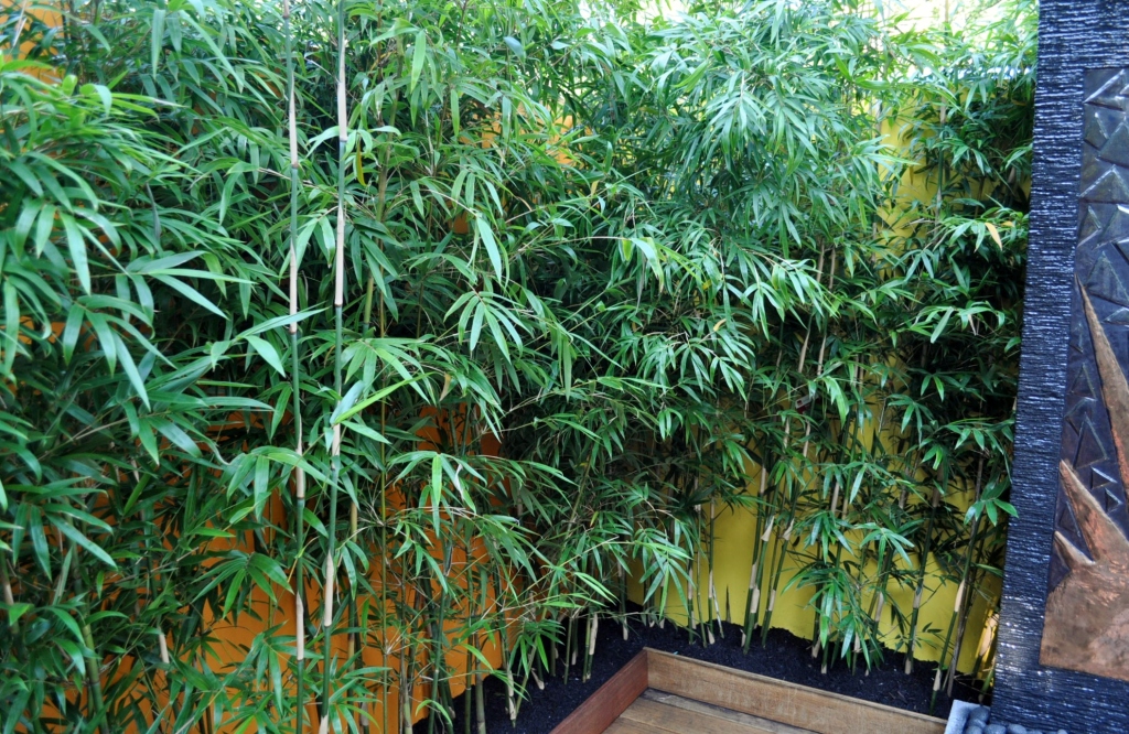 BAMBOO PLANTS MELBOURNE Meadowbrook Way, Riddells Creek Melbourne, VIC